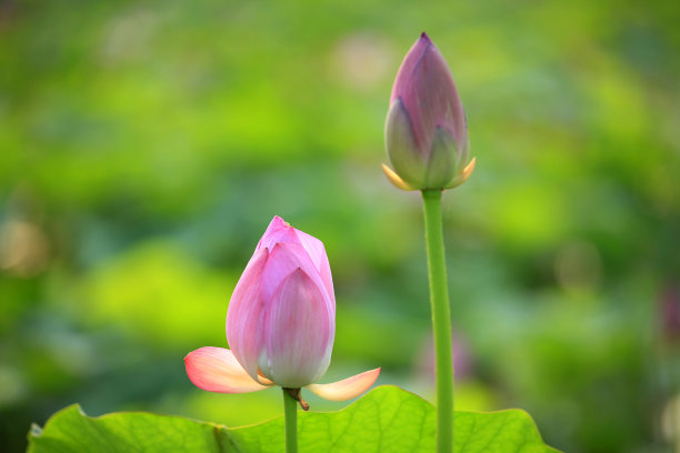 茂盛荷花池