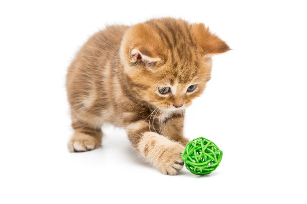 小猫玩具可爱猫咪