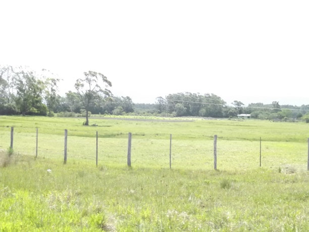 savanna