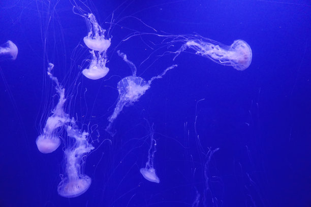 水母游动海洋生物