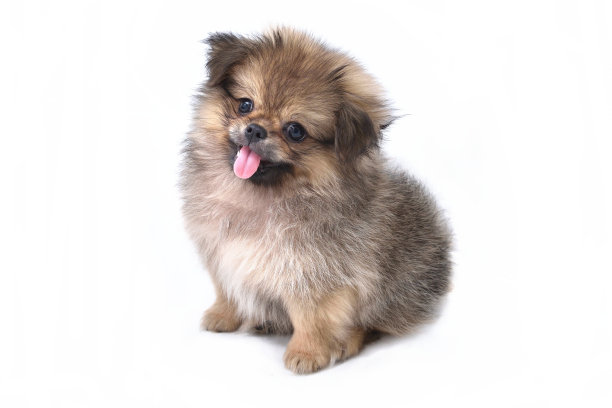 puppy