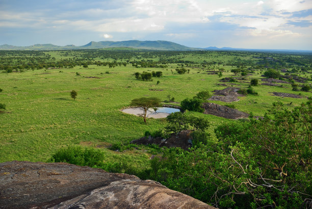 serengeti