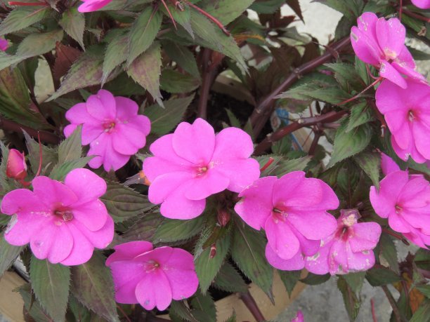 impatiens