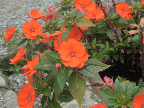 impatiens