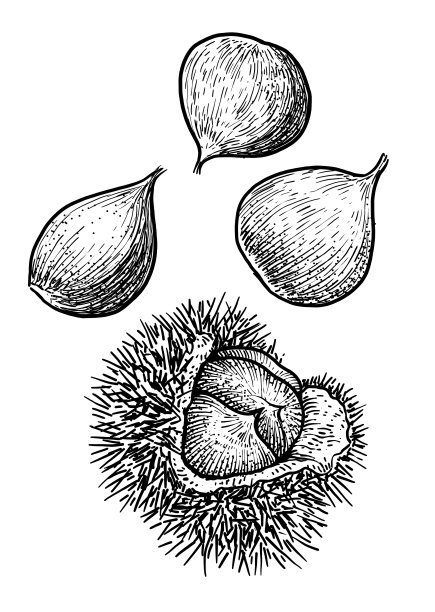 chestnut