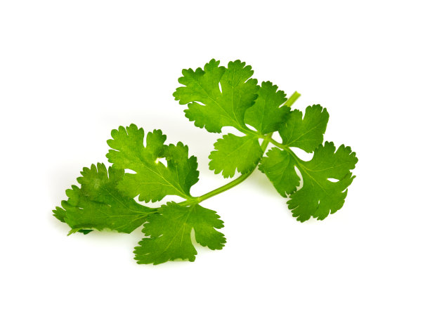 cilantro