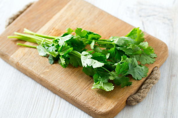 cilantro