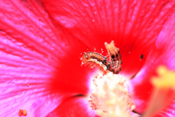 arthropod