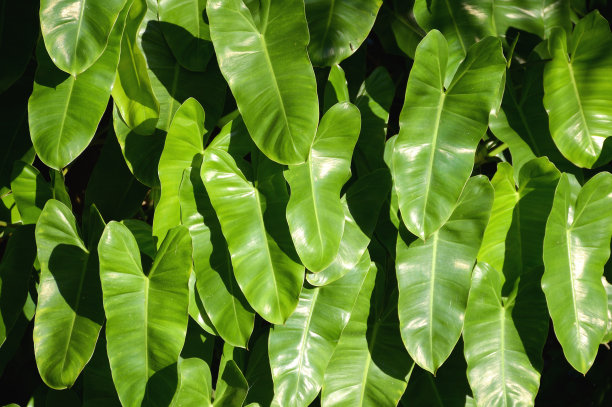 araceae