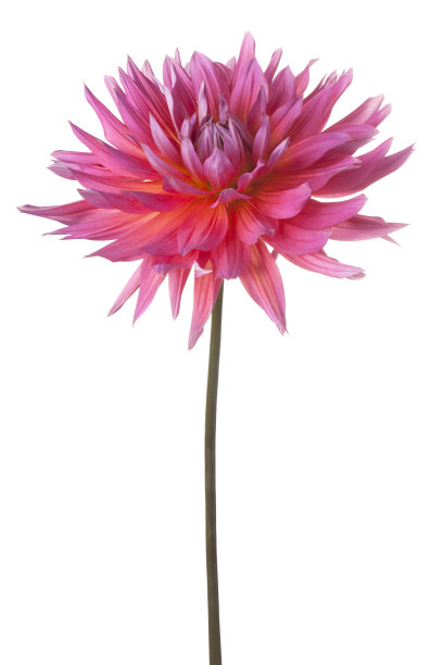 dahlia