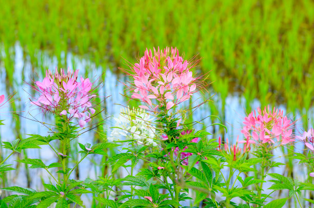 cleome