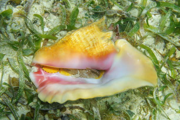 海洋生物标本