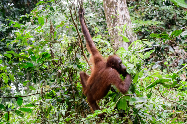 pongo
