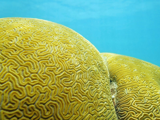 沟脑珊瑚