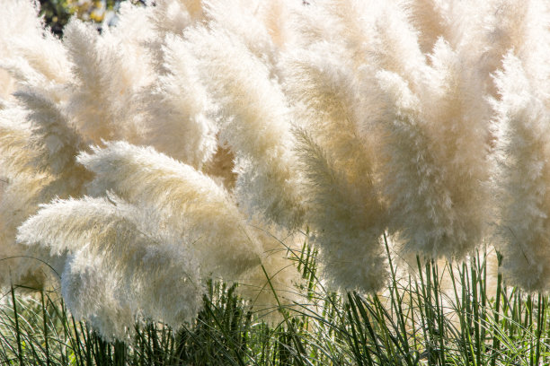 reed