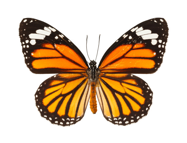 papilio