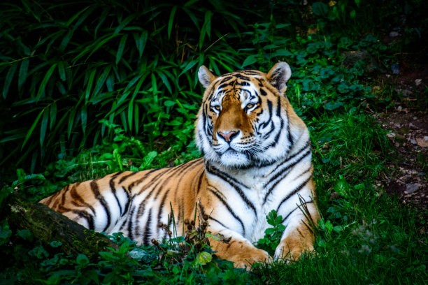 siberian
