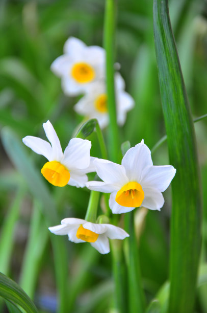 水仙花