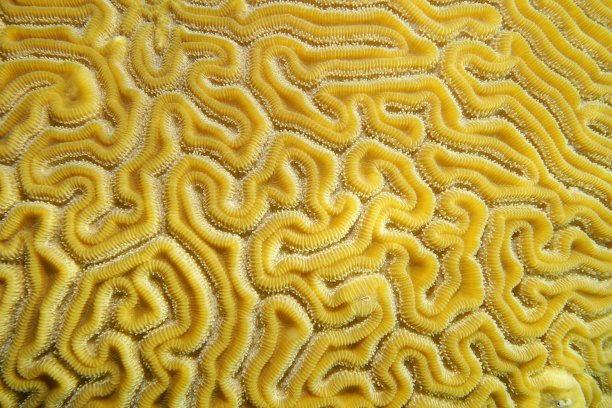 沟脑珊瑚