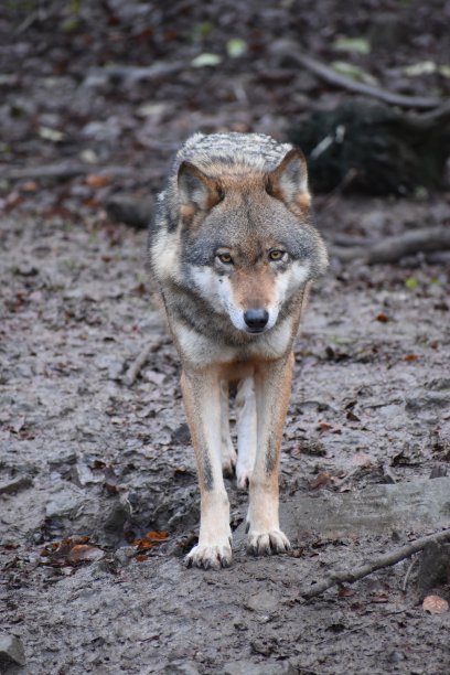 wolf