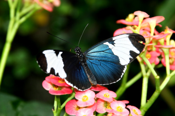 黑色白条状蝴蝶