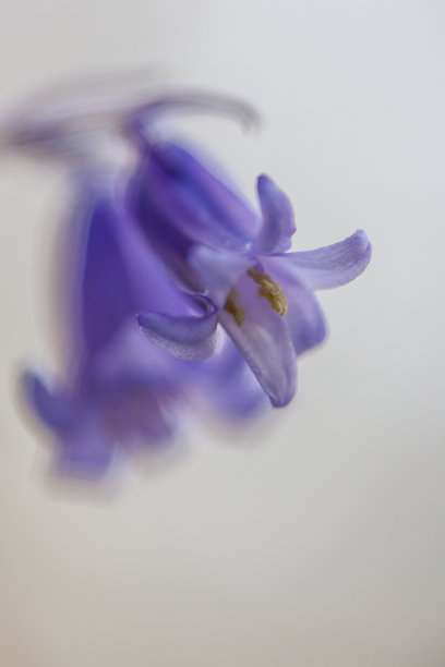 hyacinthoides