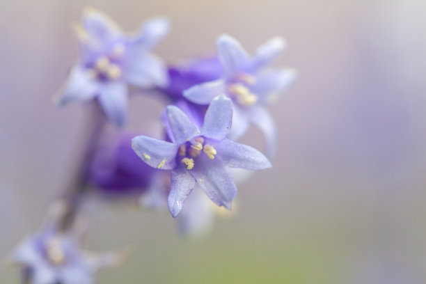 hyacinthoides