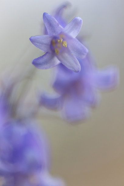 hyacinthoides