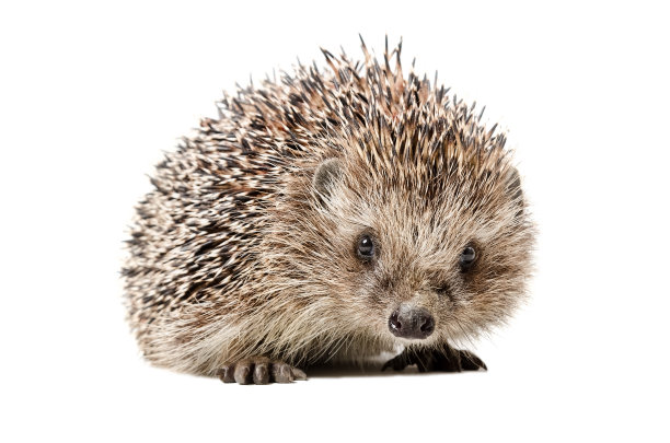 spiked