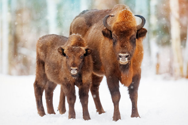 bison