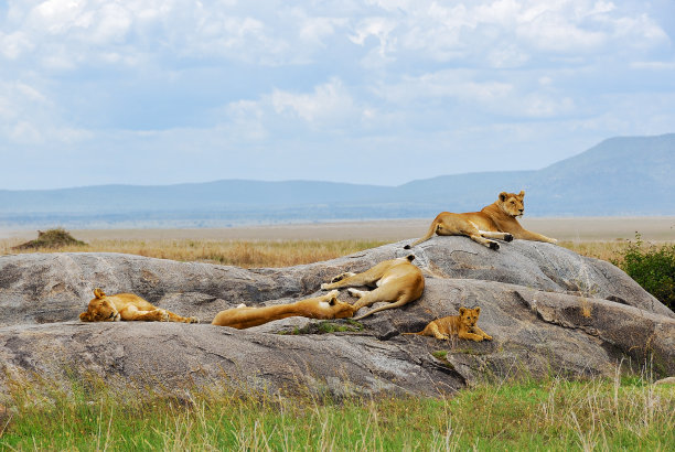 serengeti