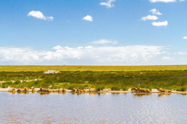 serengeti
