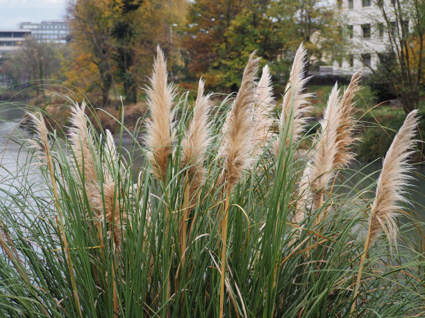 pampas