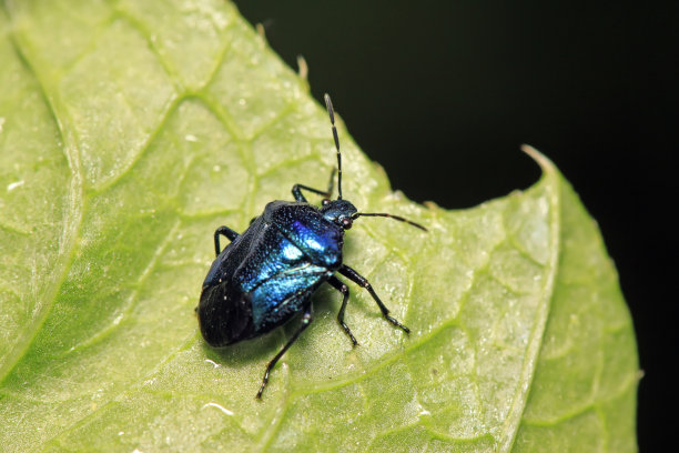 beetles