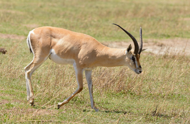 antelope