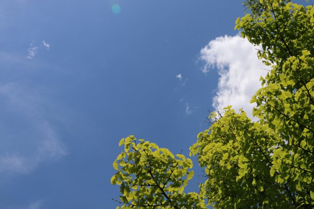 天空与银杏叶的背景图案