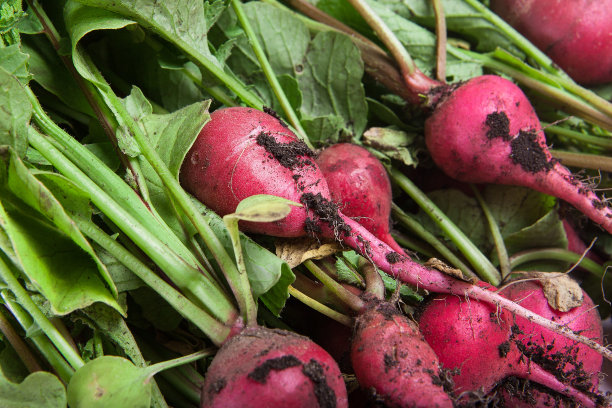 radishes