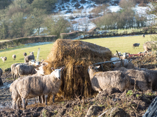 雪原上的羊群