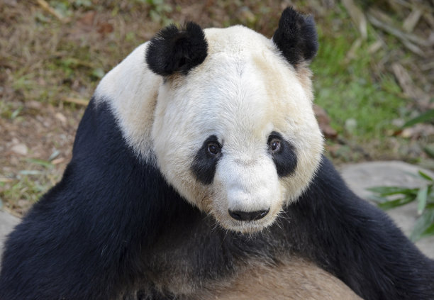 四川熊猫