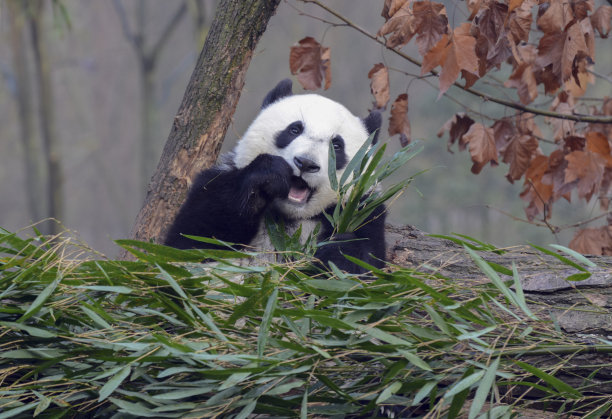 熊猫动物园