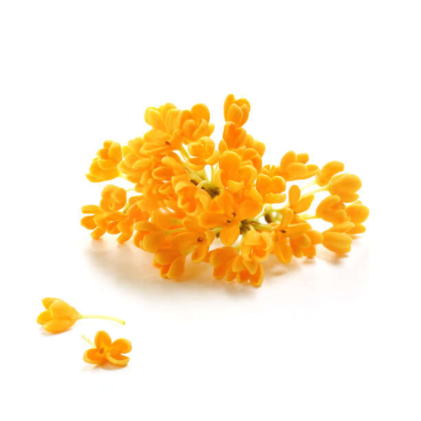 fragrans