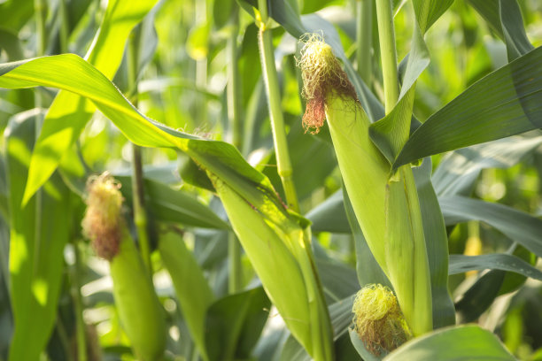 corn