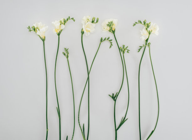 freesia