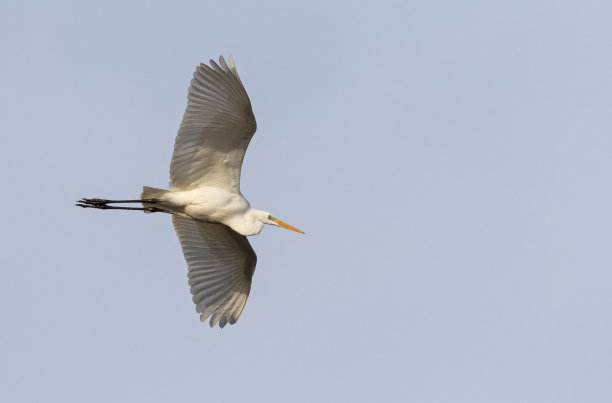 egretta