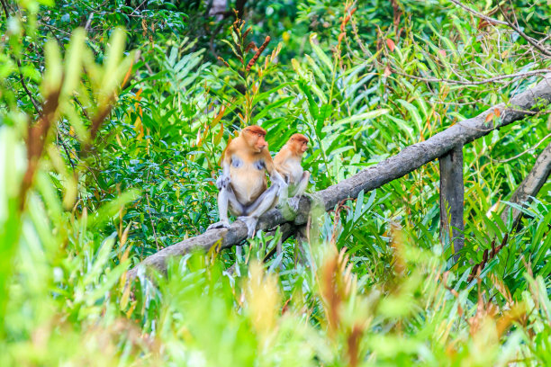 sabah