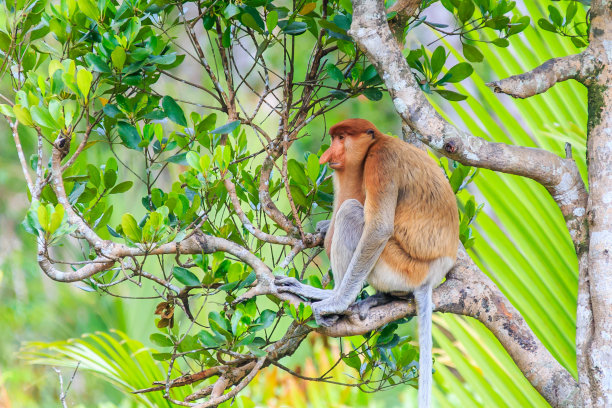 sabah