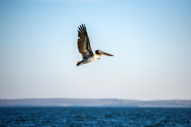 飞鸟蓝色大海壁纸