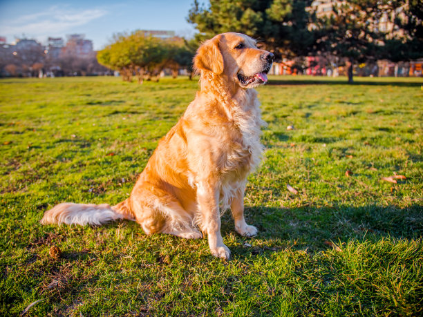 labrador