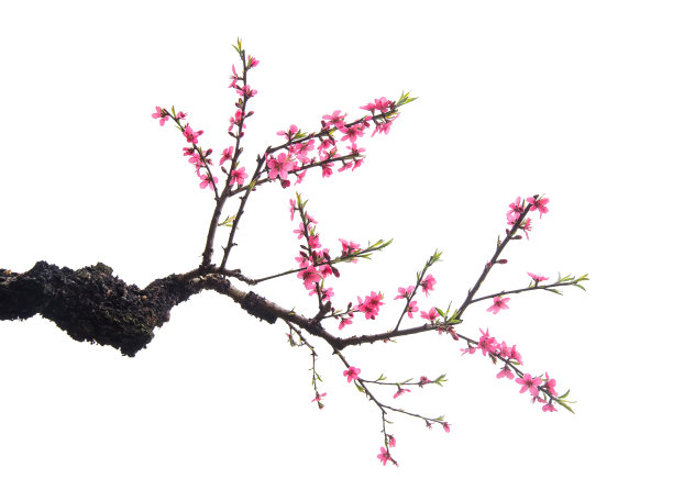桃花枝图片素材 桃花枝设计素材 桃花枝摄影作品 桃花枝源文件下载 桃花枝图片素材下载 桃花枝背景素材 桃花枝模板下载 - 搜索中心