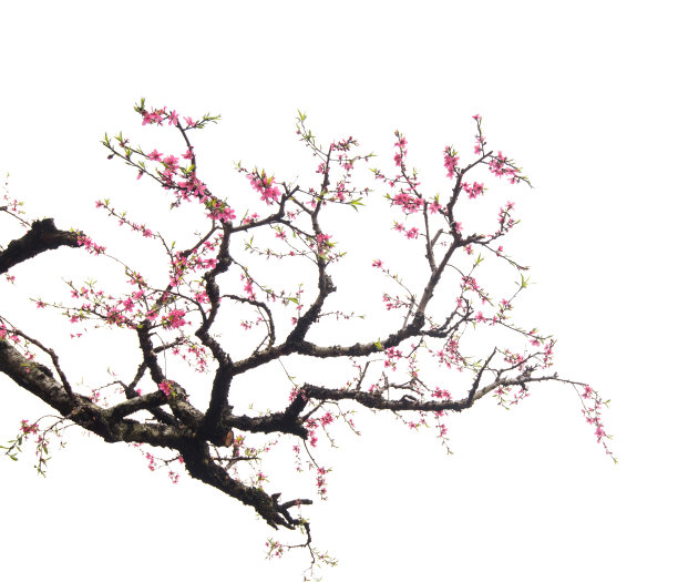 粉红桃花树枝